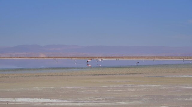 video animales deseirto Atacama Laguna Clip-7
