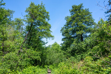 Fototapeta premium Spring Landscape around Pancharevo lake, Bulgaria