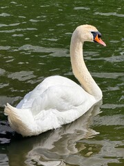 Swan swimming in water © Vanessa