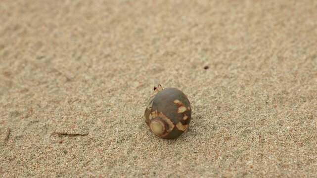 Small hermit crab emerges from protective shell and crawls across sandy beach surface. Tiny crustacean with patterned shell moves cautiously on fine grain sand showing natural wildlife behavior.
