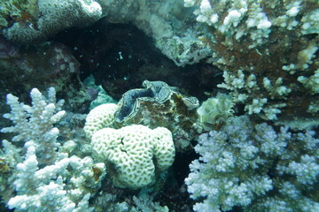 coral reef in the red sea © Donald