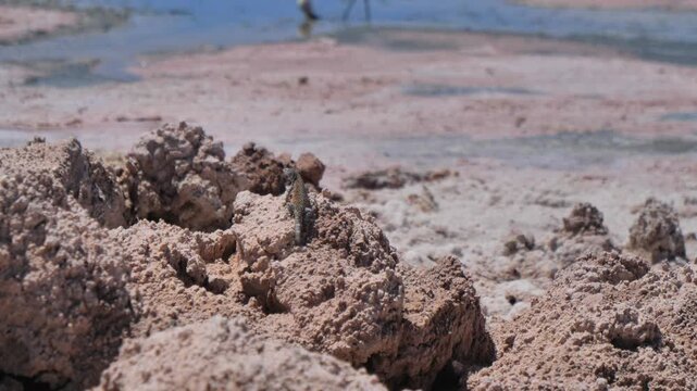 video animales deseirto Atacama Laguna Clip-15