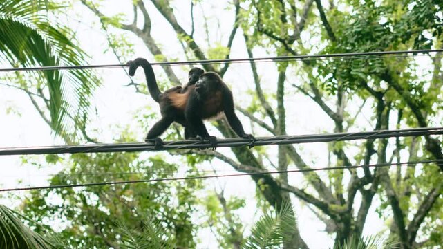 Howler monkey mother carries her baby on her back while walking across power lines in lush tropical rainforest. Green foliage and palm fronds create natural jungle backdrop.