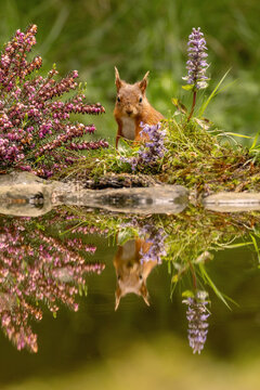 Red Squirrel in England, United Kingdom, surrounded by colourful flowers in a natural woodland habitat. Charming British wildlife image ideal for wall art, postcards and gifts.