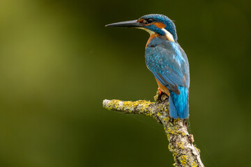 Obraz premium European Kingfisher in England, United Kingdom, perched on a natural branch with a plain background. Vibrant blue and orange plumage of this iconic British wildlife species.