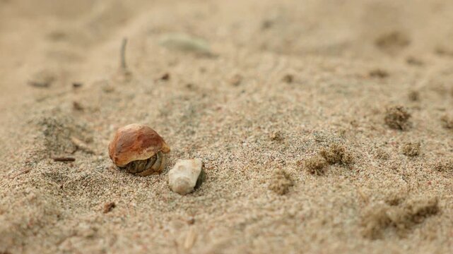 Close-up footage of tiny hermit crabs emerging from reddish-brown shells and crawling across fine beige sand on a tropical beach, with shallow depth of field highlighting natural textures.