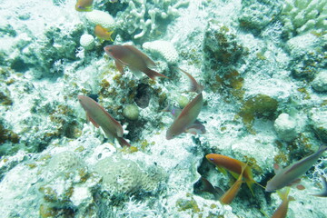 coral reef with fish © Donald
