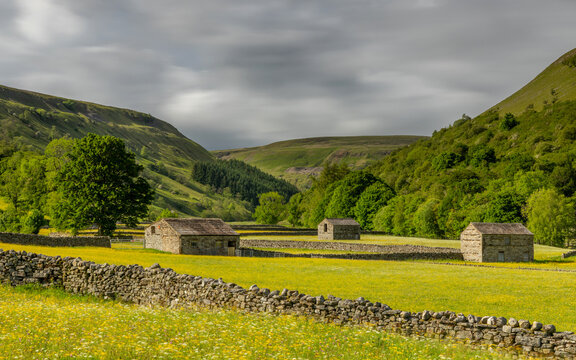 Muker Meadows in the Yorkshire Dales, North Yorkshire, England, with wild buttercups and traditional stone walls in Swaledale countryside.
