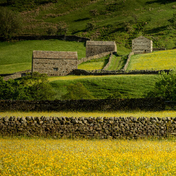Muker Meadows in the Yorkshire Dales, North Yorkshire, England, with wild buttercups and traditional stone walls in Swaledale countryside.