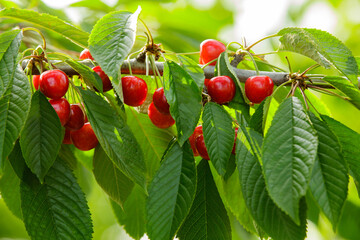 Ripe red cherries hanging on a tree branch with green leaves in a sunny garden. © Denis