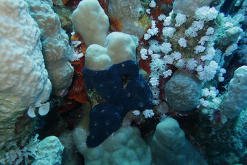 coral reef in the sea © Donald
