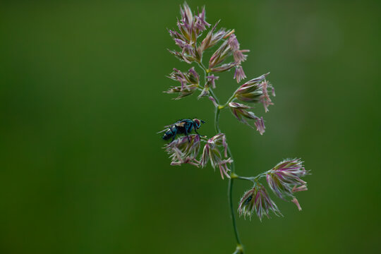 Bluebottle fly resting on a blooming grass stalk