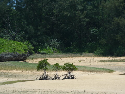 Young Mangrove Trees Growing Along the Coast of Shimoji Island, Okinawa, Japan