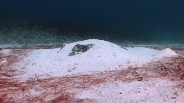 Southern Stingray (dasyatis americana) very camouflage in the sand