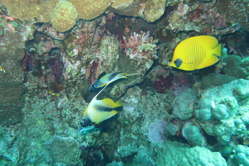coral reef with fish © Donald