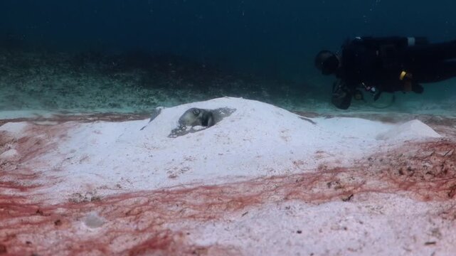 Southern Stingray (dasyatis americana) very camouflage in the sand and diver behind
