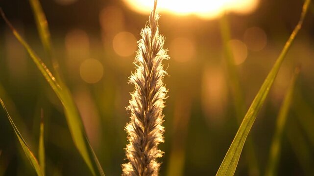 Golden grass seed head swaying in warm sunset light for nature and ecology content