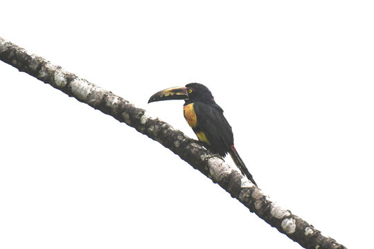 Collared Ara&ccedil;ari