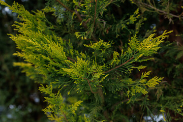 Fototapeta premium Green arborvitae branch in mild winter garden