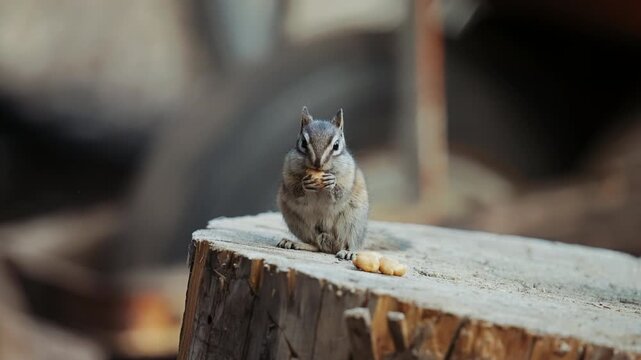 Small chipmunk eating peanuts on a log in Colorado
