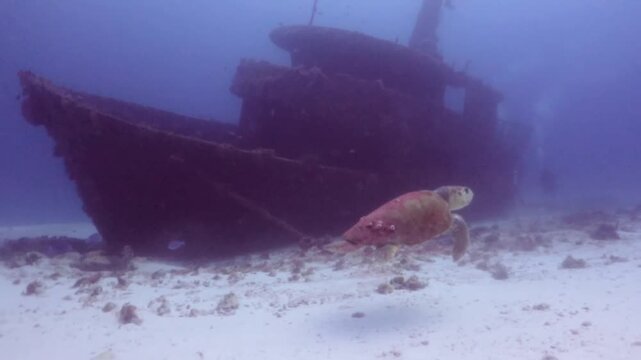 A giant loggerhead turtle (caretta caretta) swimming along to a shipwreck