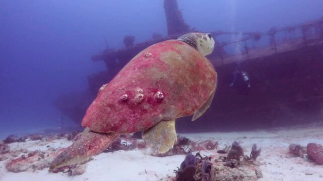 A giant loggerhead turtle (caretta caretta) swimming to the shipwreck