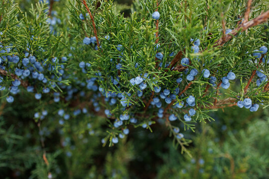 Blue juniper berries growing on evergreen conifer branches