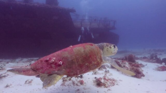 A giant loggerhead turtle (caretta caretta) swimming to the shipwreck
