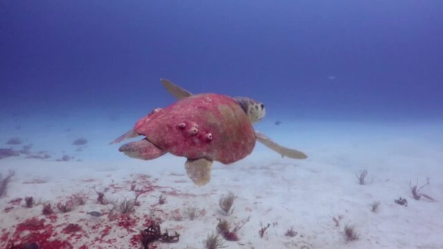 A giant loggerhead turtle (caretta caretta) swimming close to the shipwreck