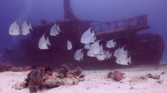 School of atlantic spadefish (chaetodipterus faber) swimming beside to the shipwreck