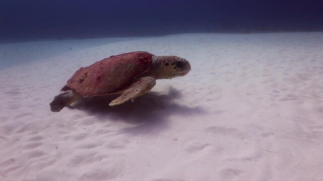 Giant Loggerhead Turtle (caretta caretta) swimming over the sandbank