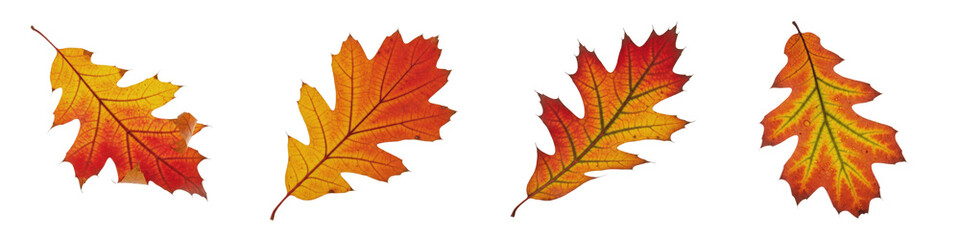Fototapeta premium Autumn Oak Leaves Set PNG - Realistic Red and Orange Fall Foliage Collection with Detailed Veins Isolated on Transparent Background for Seasonal Nature Branding, Thanksgiving Graphic Designs, and Sept