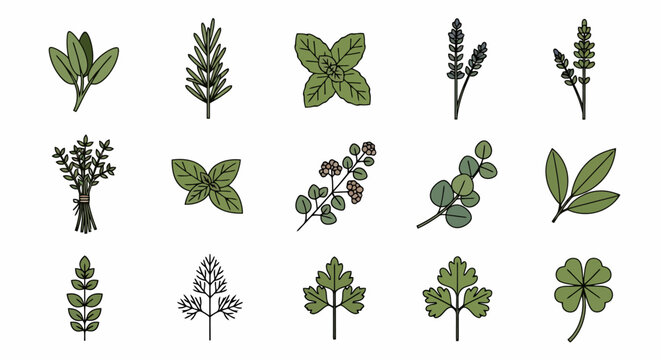 Collection of Fresh Green Herb Leaves and Sprigs.
