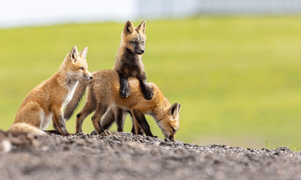 Red Fox
