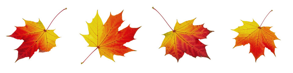 Fototapeta premium Set of Four Vibrant Autumn Maple Leaves Isolated on White Background, Colorful Fall Foliage with Red and Yellow Gradient, High Resolution PNG Cutout for Seasonal Design Projects and Thanksgiving Decor