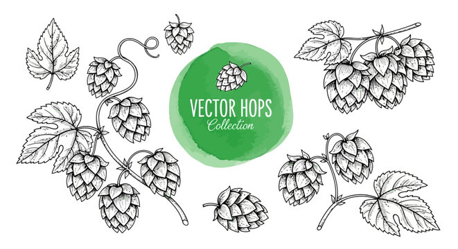 Vector hops illustrations, beer brewing icons, hop cones and leaves, line art botanicals
