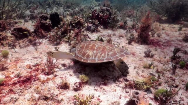 Baby Green turtle (chelonia mydas) looking for food in the reef