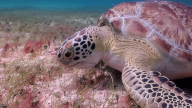 A green sea turtle (chelonia mydas) eating seagrass