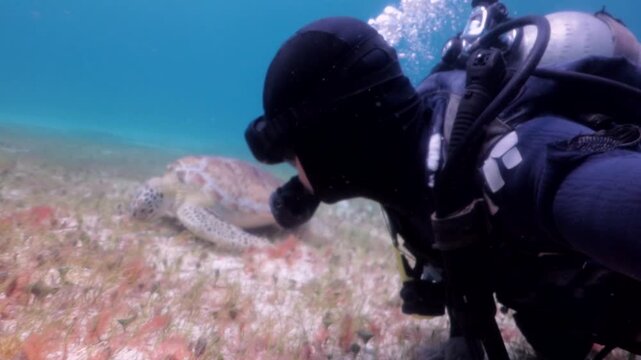 Selfie with a green sea turtle (chelonia mydas) eating seagrass