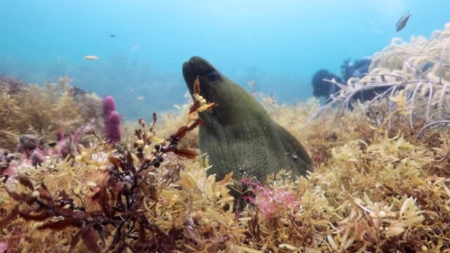 Green Eel Moray (gymnothorax funebris) and a diver behind