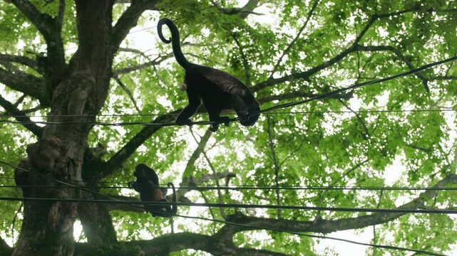 Two spider monkeys traverse power lines high above ground with their distinctive curled tails silhouetted against lush green tropical tree canopy. Wildlife adapts to urban environment.