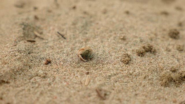 Tiny hermit crab emerges from its protective shell and crawls across sandy beach terrain. These small crabs hide in shells for protection as they navigate the grainy surface with delicate movements.