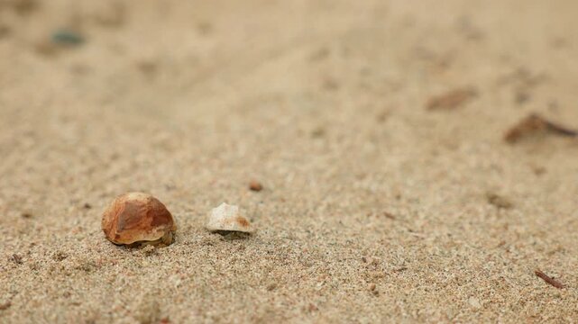 Two small hermit crabs emerge from their protective shells and crawl across warm sandy beach. These tiny crustaceans carry borrowed shells as mobile homes while exploring sand with their delicate.