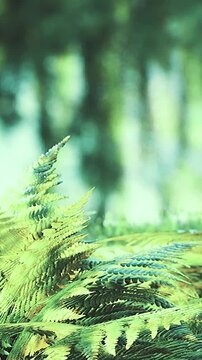 Ferns grow densely in a forest area. Sunlight filters through the leaves, creating a bright atmosphere. The scene shows many ferns spreading across the forest floor.
