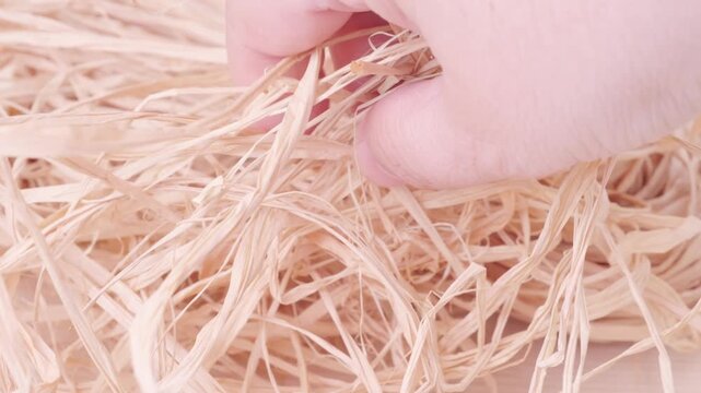 Closeup view female hand gently touching natural golden straw, textured organiceco-friendly materials craft decoration, creative handmade hobbies, rustic dried stalks, Tactile sensory experience