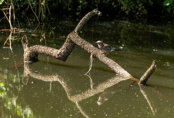 Wildlife environment - A Eurasian Jay bird perched peacefully on a fallen branch in the lake of a wildlife reserve © thrimage