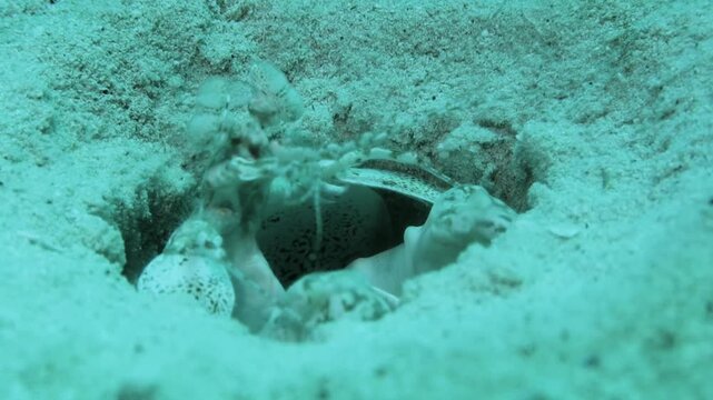 Giant Mantis Shrimp in a hole