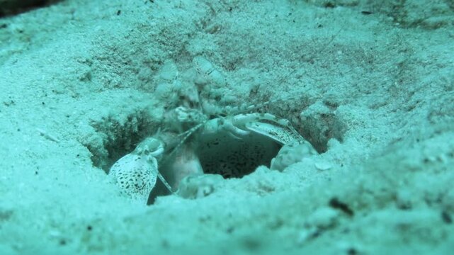 Giant Mantis Shrimp in a hole