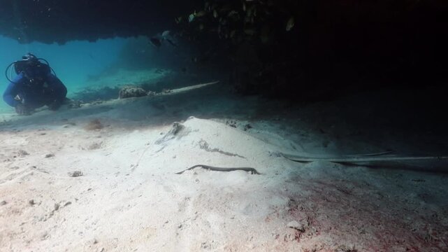 Southern Stingray (dasyatis americana) and a diver in front of