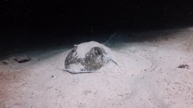 Southern Stingray (dasyatis americana) camouflage in the sand